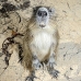 hutia_desmarest_chiq_jar_v_0353_cub2471.jpg